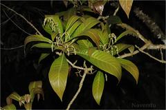 Meliosma simplicifolia subsp. simplicifolia